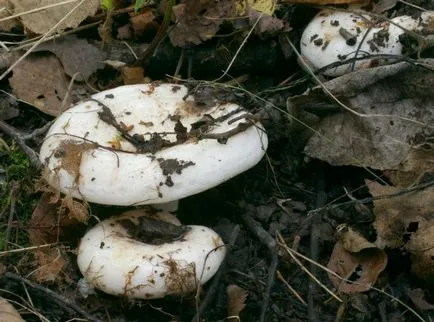 Gyermekek mintegy gomba ehető és mérgező a nevét és leírását