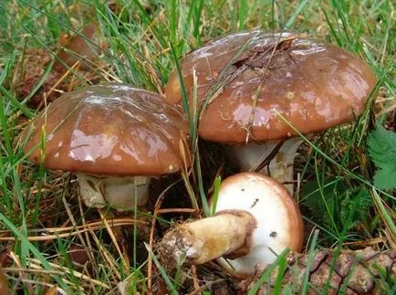 Gyermekek mintegy gomba ehető és mérgező a nevét és leírását