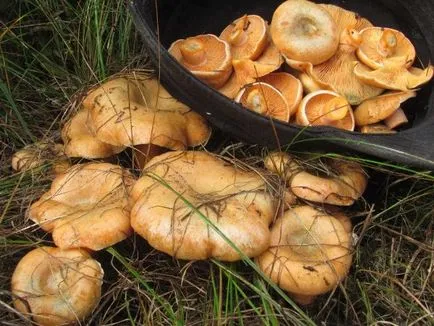 Gyermekek mintegy gomba ehető és mérgező a nevét és leírását
