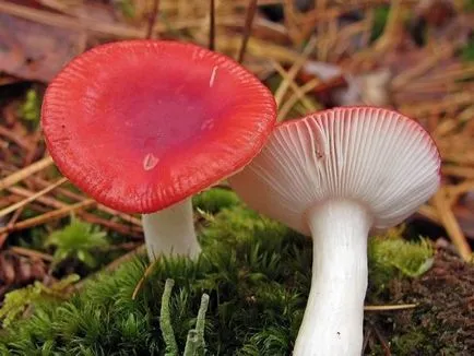 Gyermekek mintegy gomba ehető és mérgező a nevét és leírását