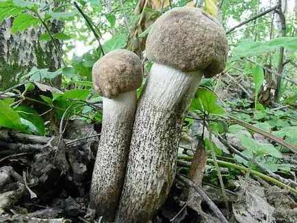Gyermekek mintegy gomba ehető és mérgező a nevét és leírását