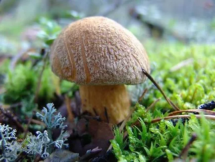 Gyermekek mintegy gomba ehető és mérgező a nevét és leírását
