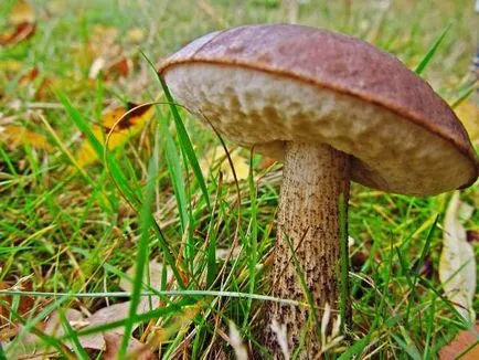Gyermekek mintegy gomba ehető és mérgező a nevét és leírását