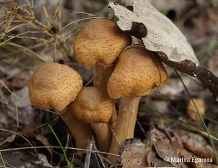 Gyermekek mintegy gomba ehető és mérgező a nevét és leírását