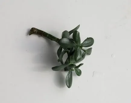 Pénz fagondozással és reprodukció az otthoni, megfelelő transzplantációs egy másik bankot
