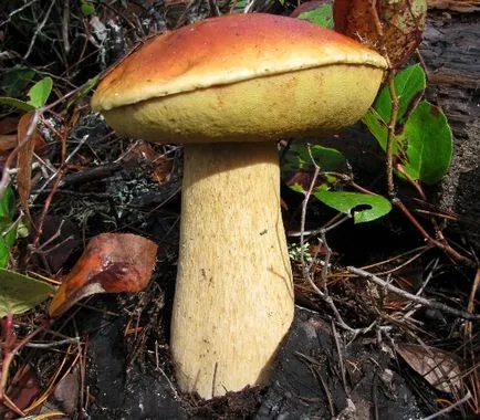 Gyermekek mintegy gomba ehető és mérgező a nevét és leírását