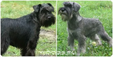 Миниатюрен шнауцер кученца са всичко за породата, особено в природата (снимка) (рок) Миниатюрен шнауцер кученца са всичко за породата, особено в природата (снимка)