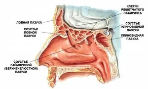 Симптоми и лечение etmoidita и gaymoroetmoidita патогени и каузи, класификация и знаци