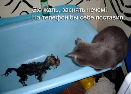 Layered салата с мариновани гъби и пилешко