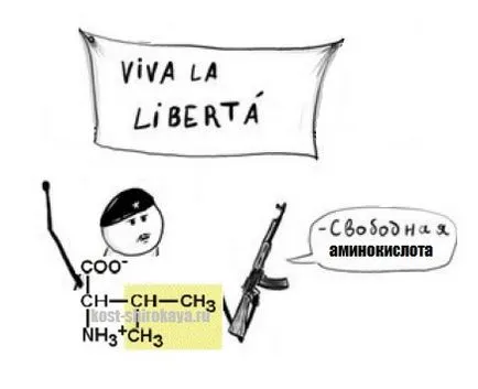 Какво смилаем протеин, както протеина абсорбира на едно хранене без протеини (протеини) Колко смилаеми протеини като протеин дайджест на една храна, безплатен протеин,