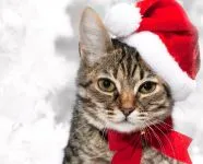 Дали една котка може да оцелее без зъби, когато са стари като котките да дъвчат храната си, за да бъде в състояние да стари