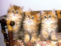 Дали една котка може да оцелее без зъби, когато са стари като котките да дъвчат храната си, за да бъде в състояние да стари
