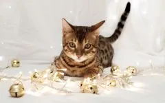 Дали една котка може да оцелее без зъби, когато са стари като котките да дъвчат храната си, за да бъде в състояние да стари