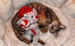 Дали една котка може да оцелее без зъби, когато са стари като котките да дъвчат храната си, за да бъде в състояние да стари