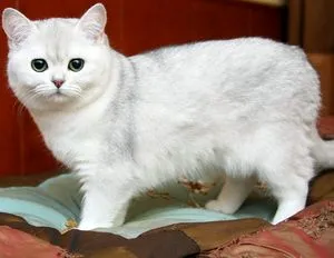 Съдържанието на британските котки, отколкото да се хранят коте и една котка, как да изглежда, когато да кастрира