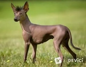 Куче Xoloitzcuintle снимки, цена, описание на характеристиките на породата