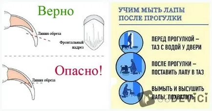 Куче Xoloitzcuintle снимки, цена, описание на характеристиките на породата