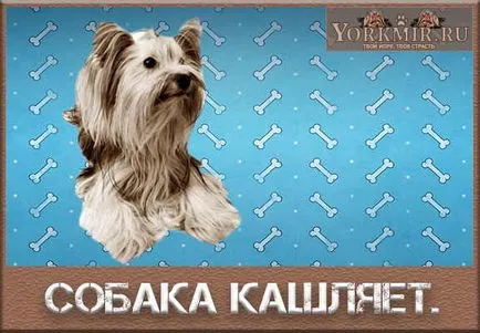 Кучето кашля като грухтене, как да се помогне на кучето