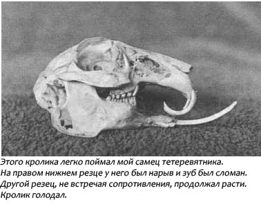 Соколи като безвреден начин за лов