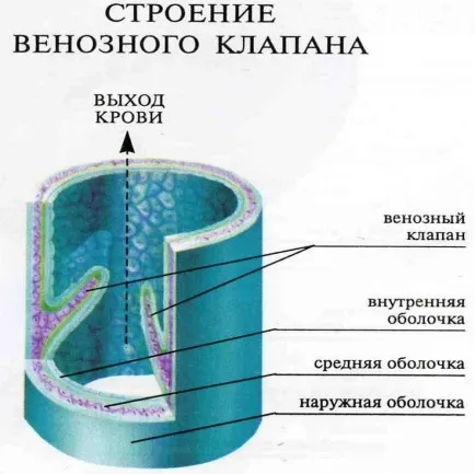 Заболяванията, здравето азбука