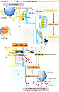Специфични и неспецифични имунитет
