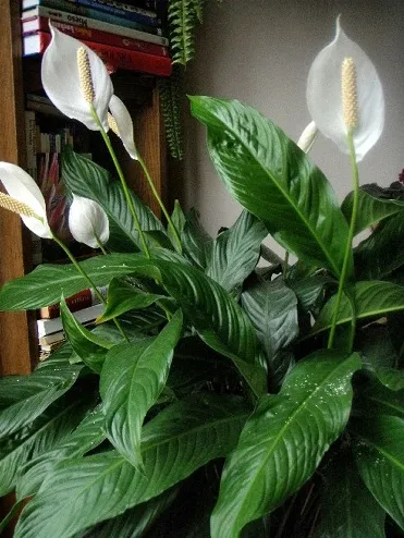 Spathiphyllum - трансплантация - жени щастие - у дома, аз обичам моята градина (Spathiphyllum) Spathiphyllum - трансплантация - жени щастие - у дома, аз обичам моята градина
