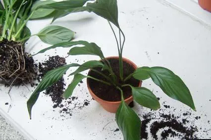 Spathiphyllum - трансплантация - жени щастие - обичам градина ми у дома, (трансплантация) Spathiphyllum - трансплантация - жени щастие - у дома, аз обичам моята градина
