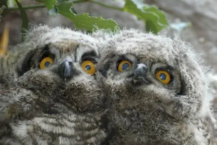 Owls, животински енциклопедия