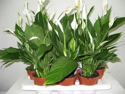 Spathiphyllum - трансплантация - жени щастие - у дома, аз обичам моята градина (условия) Spathiphyllum - трансплантация - жени щастие - у дома, аз обичам моята градина