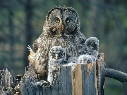 Owls, животински енциклопедия