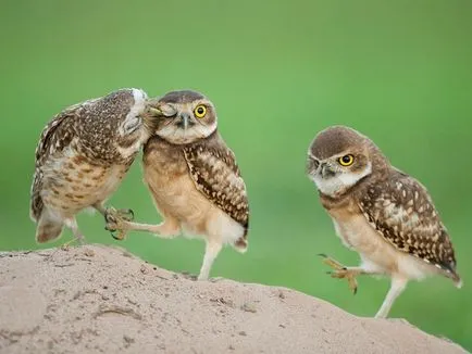 Owls, животински енциклопедия
