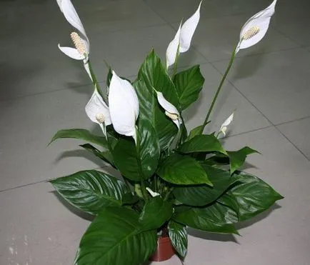 Spathiphyllum - трансплантация - жени щастие - у дома, аз обичам моята градина (Spathiphyllum) Spathiphyllum - трансплантация - жени щастие - у дома, аз обичам моята градина