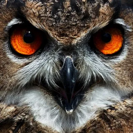Owls, животински енциклопедия