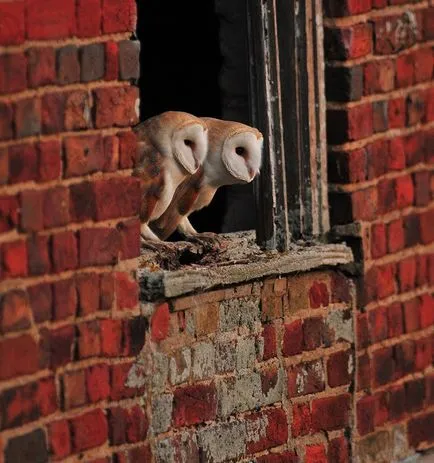Owls, животински енциклопедия