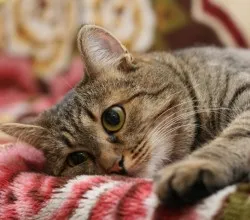 стерилизация на котки