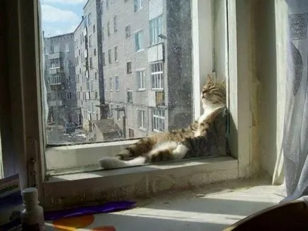 Спящата котка смешно снимка