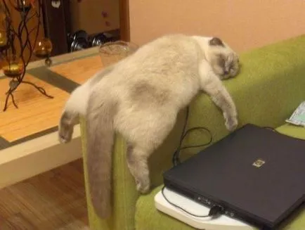 Спящата котка смешно снимка