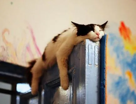 Спящата котка смешно снимка