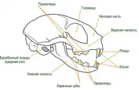 Структурата на котката, котката - кои са те