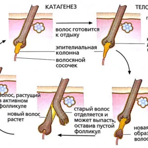Популяризира или отслабва постоянно скубане (shugaring) растежа на косата, космат проблем