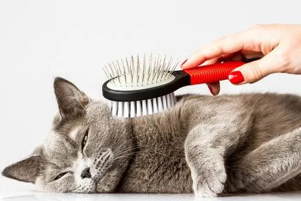 Козметика котки и котки вкъщи евтино в Москва, цените с тръгване