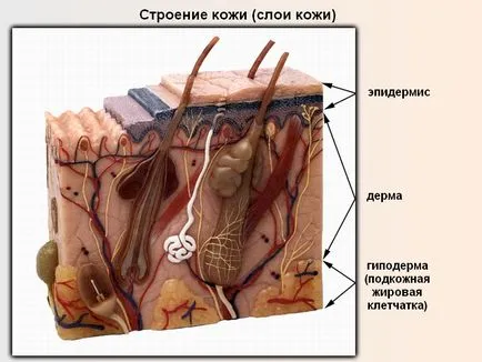 Структура на кожата - Услуги - кожни и венерически болести, dermatocosmetology