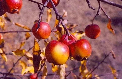 Vad almafa (erdő) jellemzése és leírása, ültetés és gondozás (erdő) Vad almafa (erdő) jellemzése és leírása, ültetés és gondozás