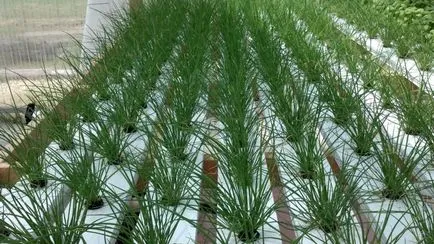 Вашият бизнес расте зеленчуци в оранжерии за продажба