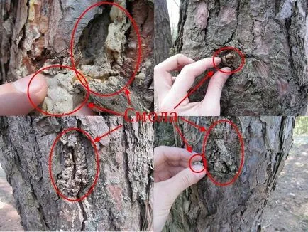 С ръцете си, наука