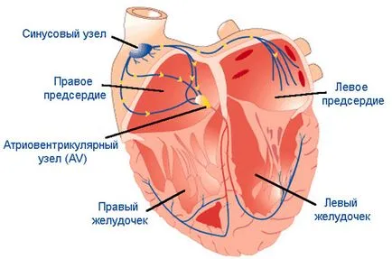 Тахиаритмии какво е, причини, симптоми и лечение