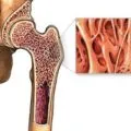 Thymus (тимус), което е и където хормоните и функцията