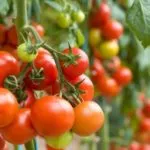 Домати ракетни отзиви, снимки, които засадени