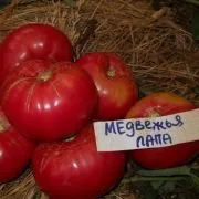 Домат мечка лапа (50 снимки) описание на сорта домати, ревюта, видео (описание) Домат мечка лапа (50 снимки) описание на сорта домати, ревюта, видео