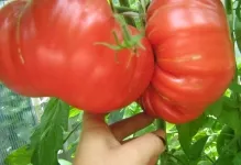 Домат носи лапа отзиви и снимки домати и описание на сорта, производителността